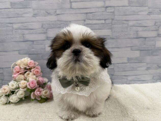 山口県のシーズー (アミーゴ周南店/2025年9月4日生まれ/男の子/ホワイトゴールド)の子犬の1枚目の画像