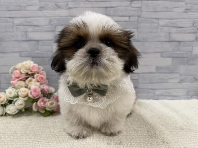 山口県のシーズー (アミーゴ周南店/2025年9月4日生まれ/男の子/ホワイトゴールド)の子犬の3枚目の画像