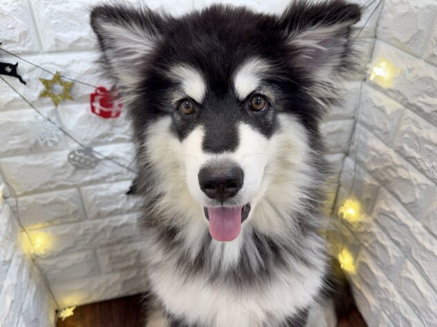兵庫県のアラスカンマラミュート (ワンキャラット アミーゴ姫路飾磨店/2025年7月22日生まれ/女の子/ブラックホワイト)の子犬の2枚目の画像