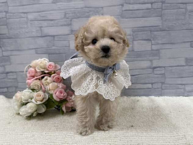 山口県のトイプードル(トイ) (アミーゴ周南店/2025年9月13日生まれ/男の子/ホワイト)の子犬の3枚目の画像