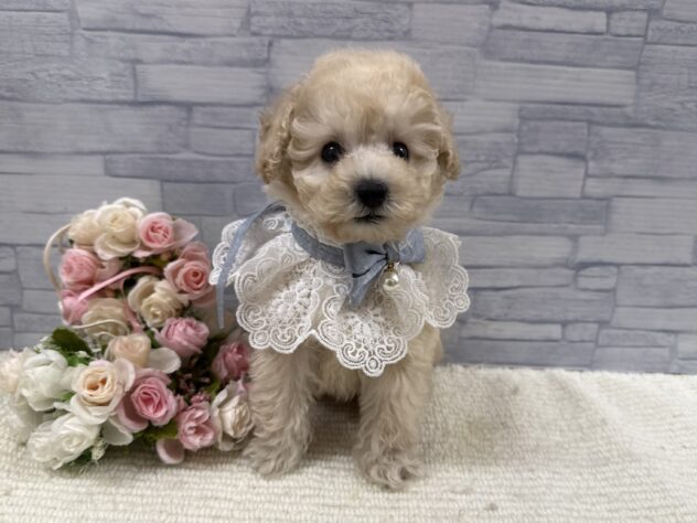 山口県のトイプードル(トイ) (アミーゴ周南店/2025年9月13日生まれ/男の子/ホワイト)の子犬の1枚目の画像