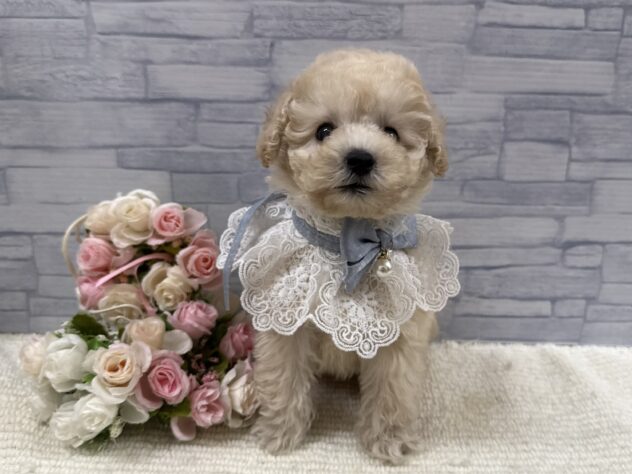 山口県のトイプードル(トイ) (アミーゴ周南店/2025年9月13日生まれ/男の子/ホワイト)の子犬の2枚目の画像