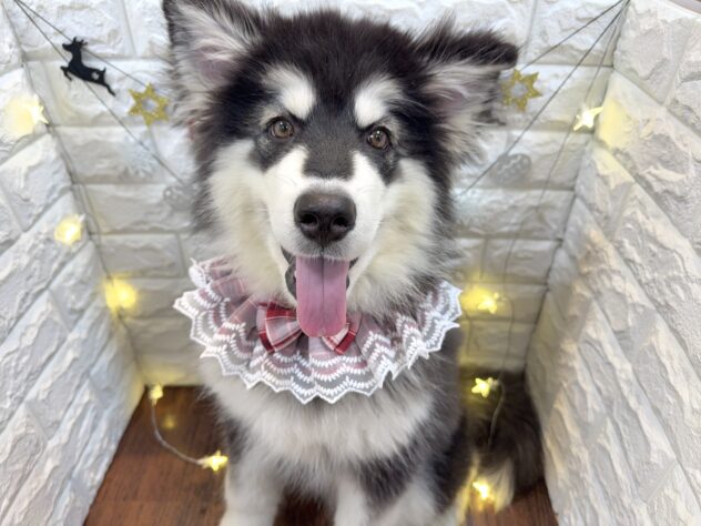 兵庫県のアラスカンマラミュート (ワンキャラット アミーゴ姫路飾磨店/2025年7月22日生まれ/女の子/ブラックホワイト)の子犬の1枚目の画像