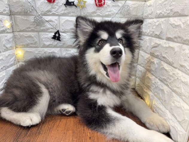 兵庫県のアラスカンマラミュート (ワンキャラット アミーゴ姫路飾磨店/2025年7月22日生まれ/女の子/ブラックホワイト)の子犬の4枚目の画像