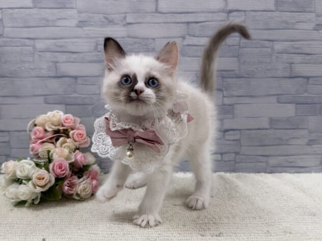 山口県のラグドール (アミーゴ周南店/2025年9月16日生まれ/女の子/ブルーポイントバイカラー)の子猫の1枚目の画像