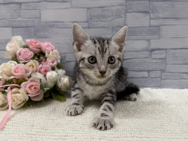 山口県のアメリカンショートヘアー (アミーゴ周南店/2025年9月13日生まれ/女の子/シルバータビー)の子猫の2枚目の画像