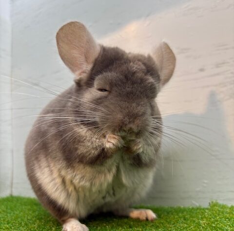チンチラブラウン●デンマーク産コペンハーゲン社 チンチラ ブラウンベルベット | ペットワールド アミーゴ
