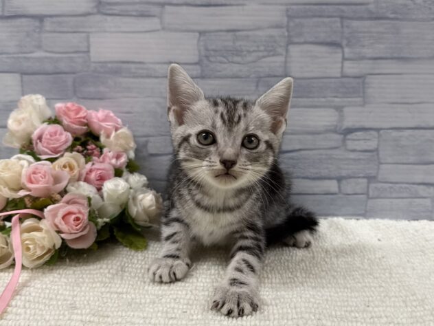 山口県のアメリカンショートヘアー (アミーゴ周南店/2025年9月13日生まれ/女の子/シルバータビー)の子猫の3枚目の画像