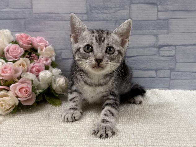 山口県のアメリカンショートヘアー (アミーゴ周南店/2025年9月13日生まれ/女の子/シルバータビー)の子猫の1枚目の画像