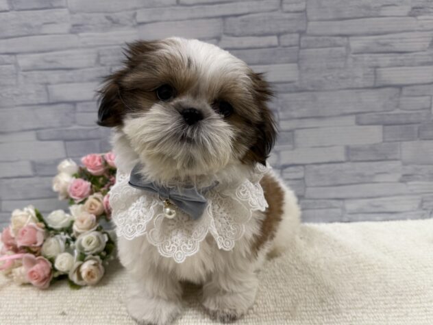 山口県のシーズー (アミーゴ周南店/2025年9月4日生まれ/男の子/ホワイトゴールド)の子犬の2枚目の画像