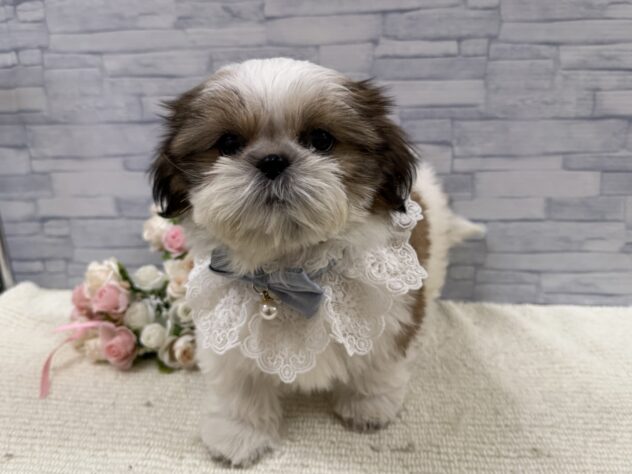 山口県のシーズー (アミーゴ周南店/2025年9月4日生まれ/男の子/ホワイトゴールド)の子犬の3枚目の画像