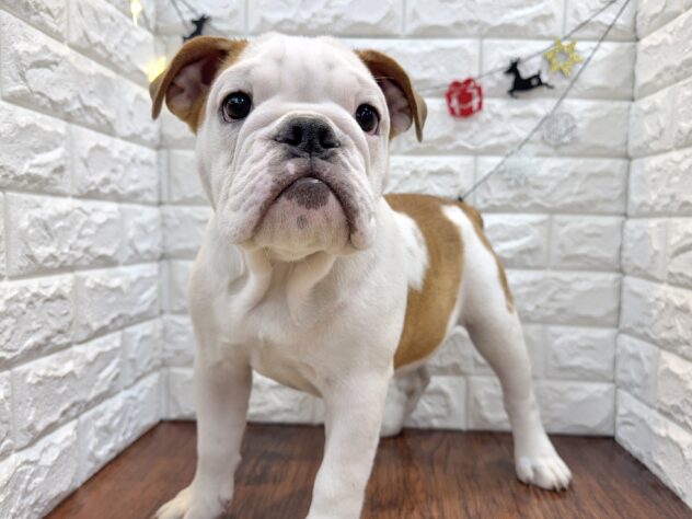 兵庫県のブルドッグ (ワンキャラット アミーゴ姫路飾磨店/2025年7月19日生まれ/女の子/レッドホワイト)の子犬の3枚目の画像