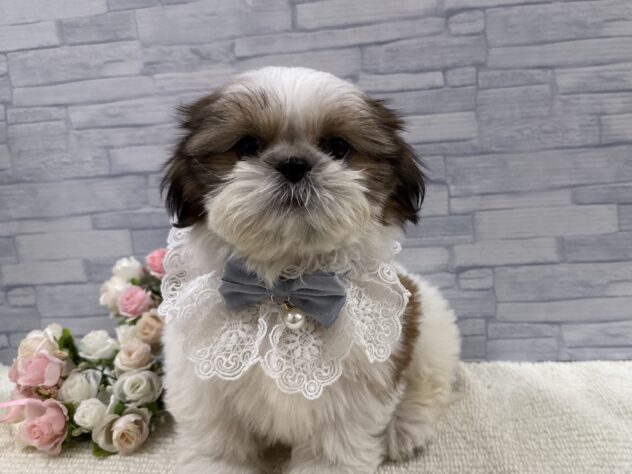 山口県のシーズー (アミーゴ周南店/2025年9月4日生まれ/男の子/ホワイトゴールド)の子犬の1枚目の画像