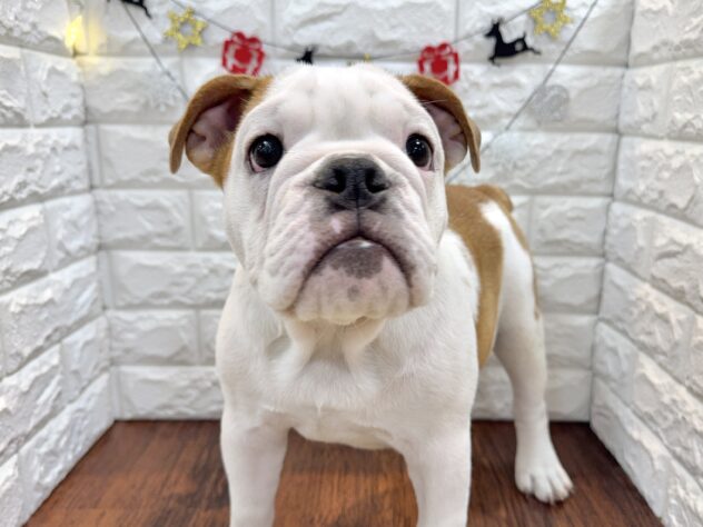 兵庫県のブルドッグ (ワンキャラット アミーゴ姫路飾磨店/2025年7月19日生まれ/女の子/レッドホワイト)の子犬の1枚目の画像