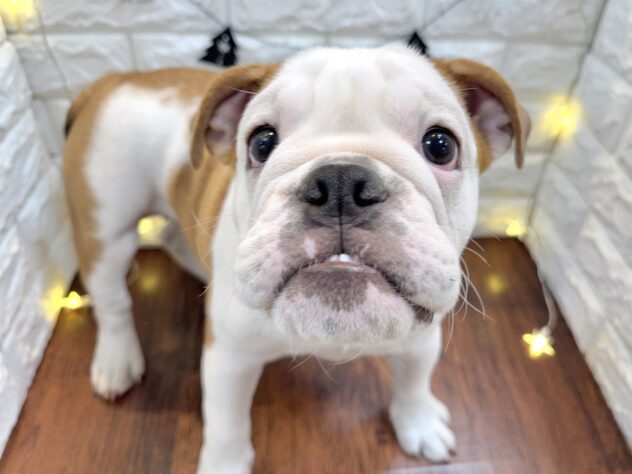 兵庫県のブルドッグ (ワンキャラット アミーゴ姫路飾磨店/2025年7月19日生まれ/女の子/レッドホワイト)の子犬の4枚目の画像