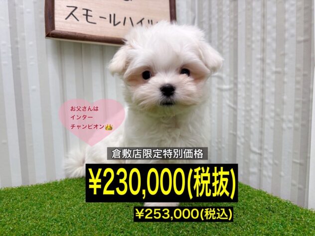 岡山県のマルチーズ (アミーゴ倉敷店/2025年9月27日生まれ/女の子/ホワイト)の子犬の1枚目の画像