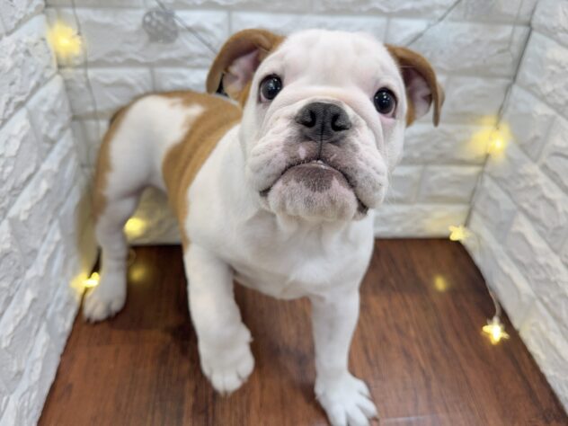 兵庫県のブルドッグ (ワンキャラット アミーゴ姫路飾磨店/2025年7月19日生まれ/女の子/レッドホワイト)の子犬の2枚目の画像