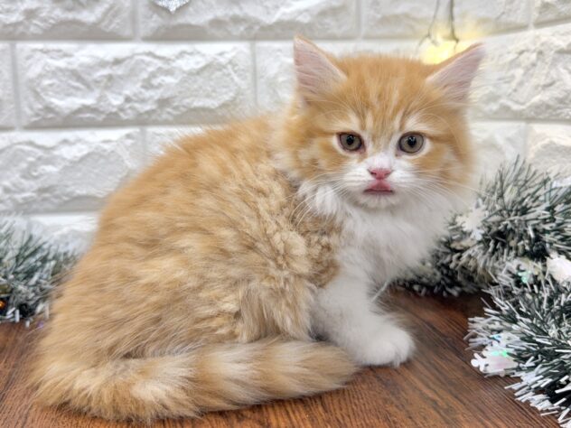 兵庫県のミヌエット (ワンキャラット アミーゴ姫路飾磨店/2025年9月14日生まれ/男の子/レッドマッカレルタビーホワイト)の子猫の4枚目の画像