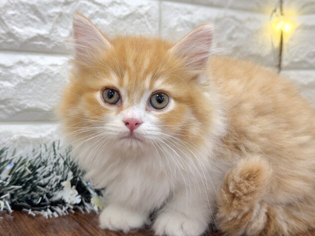 兵庫県のミヌエット (ワンキャラット アミーゴ姫路飾磨店/2025年9月14日生まれ/男の子/レッドマッカレルタビーホワイト)の子猫の1枚目の画像