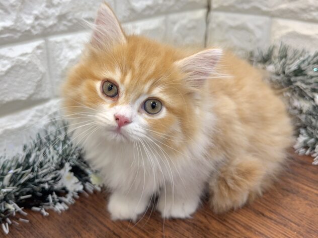 兵庫県のミヌエット (ワンキャラット アミーゴ姫路飾磨店/2025年9月14日生まれ/男の子/レッドマッカレルタビーホワイト)の子猫の2枚目の画像