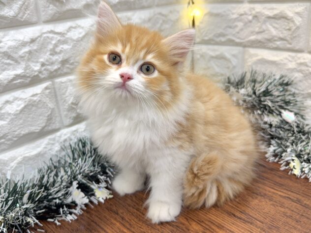 兵庫県のミヌエット (ワンキャラット アミーゴ姫路飾磨店/2025年9月14日生まれ/男の子/レッドマッカレルタビーホワイト)の子猫の3枚目の画像