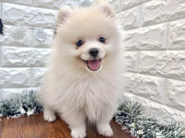 兵庫県のポメラニアン (ワンキャラット アミーゴ姫路飾磨店/2025年9月5日生まれ/男の子/クリーム)の子犬の2枚目の画像