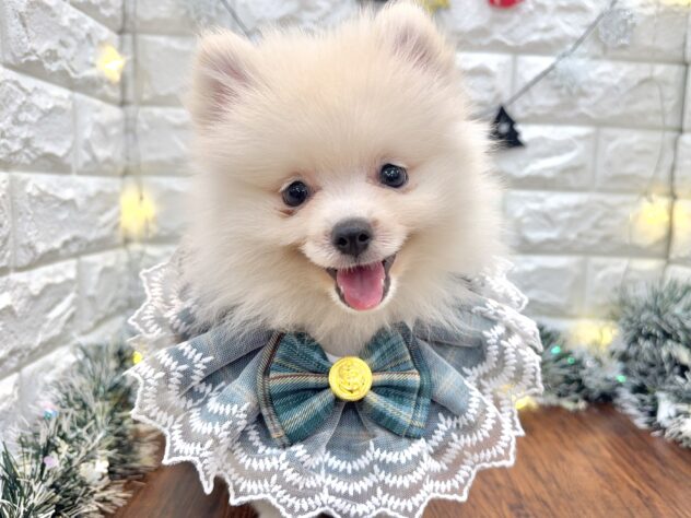 兵庫県のポメラニアン (ワンキャラット アミーゴ姫路飾磨店/2025年9月5日生まれ/男の子/クリーム)の子犬の1枚目の画像