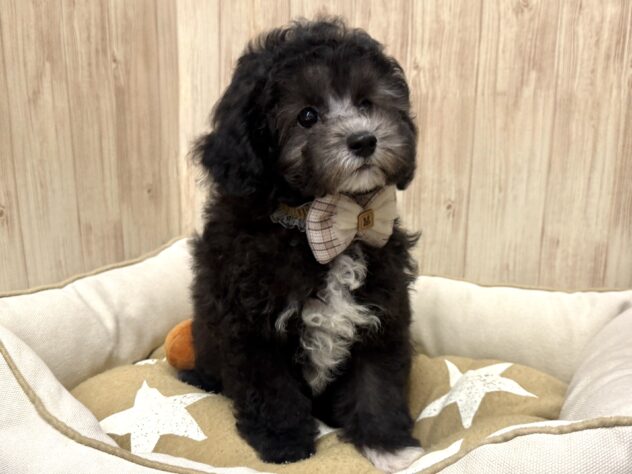 広島県のトイプードル(トイ) (アミーゴ東深津店/2025年8月25日生まれ/女の子/シルバー)の子犬の3枚目の画像