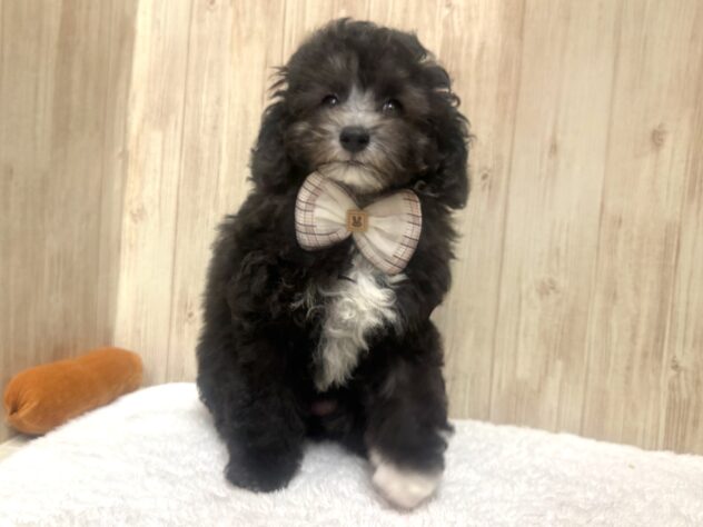 広島県のトイプードル(トイ) (アミーゴ東深津店/2025年8月25日生まれ/女の子/シルバー)の子犬の4枚目の画像