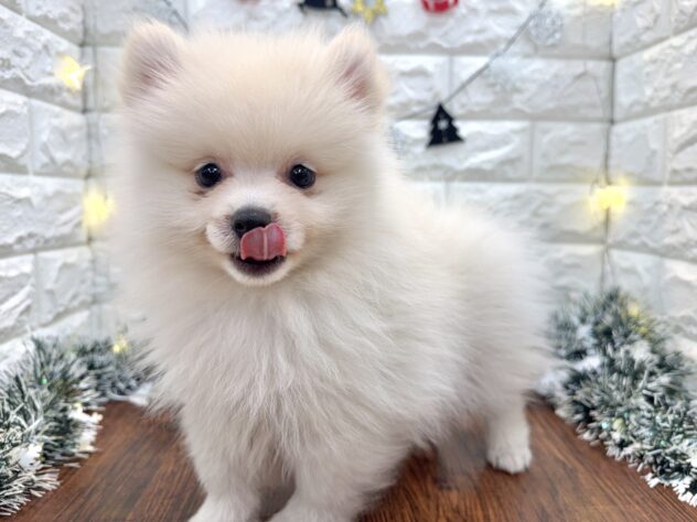 兵庫県のポメラニアン (ワンキャラット アミーゴ姫路飾磨店/2025年9月5日生まれ/男の子/クリーム)の子犬の3枚目の画像