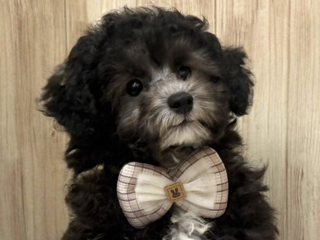 広島県のトイプードル(トイ) (アミーゴ東深津店/2025年8月25日生まれ/女の子/シルバー)の子犬の1枚目の画像