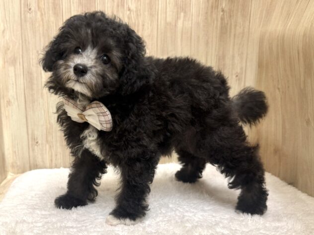 広島県のトイプードル(トイ) (アミーゴ東深津店/2025年8月25日生まれ/女の子/シルバー)の子犬の2枚目の画像