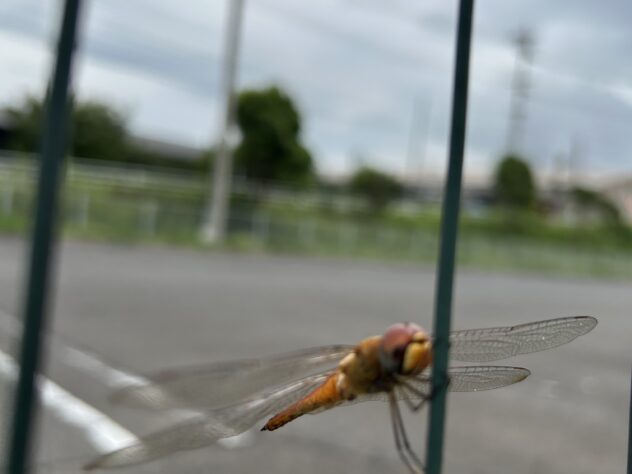 トンボ？