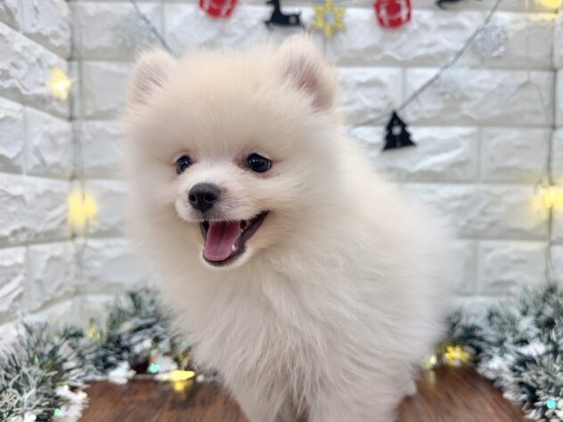 兵庫県のポメラニアン (ワンキャラット アミーゴ姫路飾磨店/2025年9月5日生まれ/男の子/クリーム)の子犬の4枚目の画像