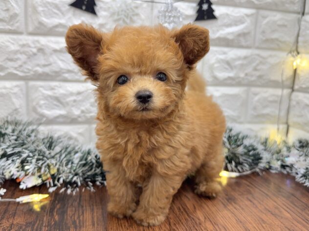 兵庫県のトイプードル(トイ) (ワンキャラット アミーゴ姫路飾磨店/2025年9月14日生まれ/男の子/オレンジフォーン)の子犬の3枚目の画像