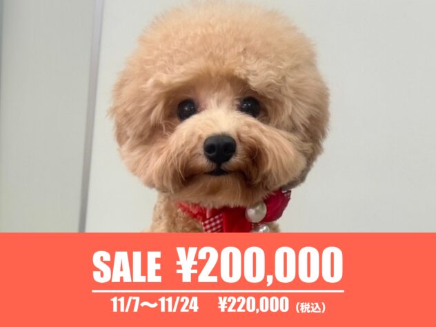 広島県のトイプードル(トイ) (アミーゴ東深津店/2025年2月22日生まれ/女の子/レッド)の子犬の1枚目の画像