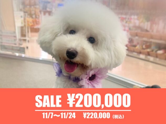 広島県のトイプードル(トイ) (アミーゴ東深津店/2025年2月20日生まれ/女の子/ホワイト)の子犬の1枚目の画像