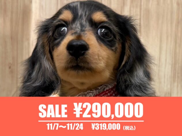 広島県のカニンヘンダックスフンド(ロング) (アミーゴ東深津店/2025年5月24日生まれ/女の子/シルバーダップル)の子犬の1枚目の画像