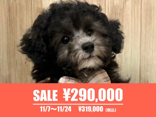 広島県のトイプードル(トイ) (アミーゴ東深津店/2025年8月25日生まれ/女の子/シルバー)の子犬