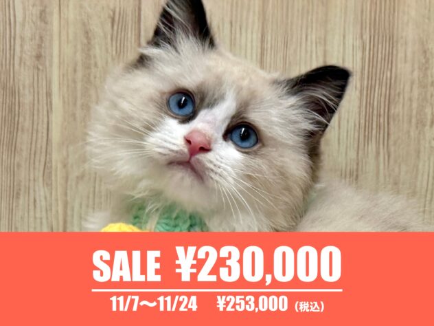 広島県のラグドール (アミーゴ東深津店/2025年5月25日生まれ/男の子/シールポイントバイカラー)の子猫の1枚目の画像