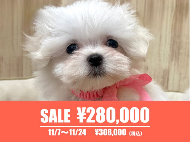広島県のマルチーズ (アミーゴ東深津店/2025年3月30日生まれ/女の子/ホワイト)の子犬の1枚目の画像