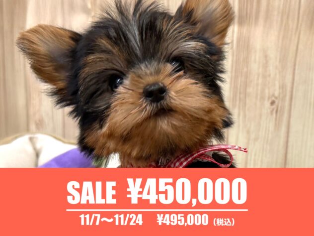 広島県のヨークシャーテリア (アミーゴ東深津店/2025年2月24日生まれ/女の子/スチールブルータン)の子犬の1枚目の画像