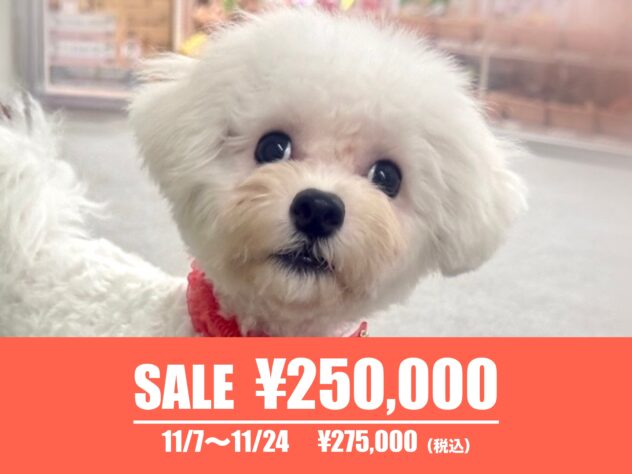 広島県のビションフリーゼ (アミーゴ東深津店/2025年5月9日生まれ/女の子/ホワイト)の子犬の1枚目の画像