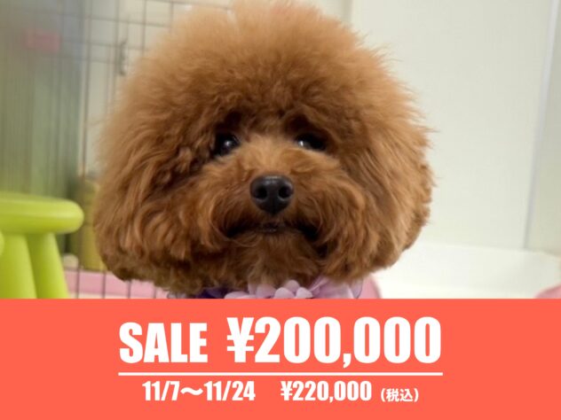 広島県のトイプードル(トイ) (アミーゴ東深津店/2025年1月3日生まれ/女の子/オレンジフォーン)の子犬の1枚目の画像