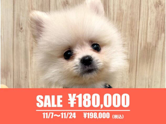 広島県のポメラニアン (アミーゴ東深津店/2025年6月30日生まれ/男の子/クリーム)の子犬の1枚目の画像