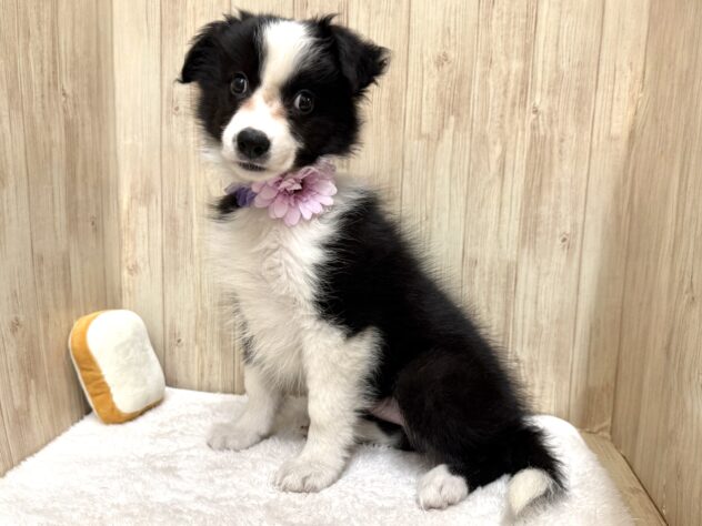 広島県のボーダーコリー (アミーゴ東深津店/2025年8月23日生まれ/女の子/ブラックホワイト)の子犬の3枚目の画像