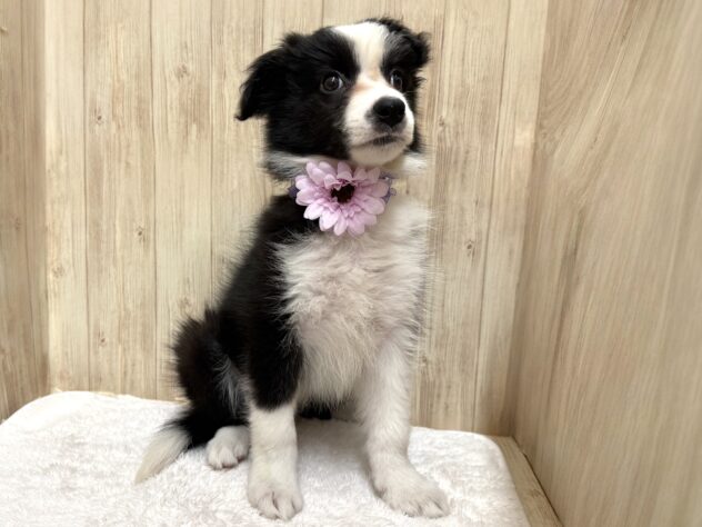 広島県のボーダーコリー (アミーゴ東深津店/2025年8月23日生まれ/女の子/ブラックホワイト)の子犬の2枚目の画像