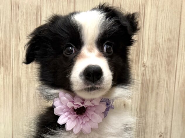 広島県のボーダーコリー (アミーゴ東深津店/2025年8月23日生まれ/女の子/ブラックホワイト)の子犬の4枚目の画像