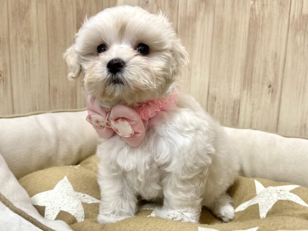 広島県のハーフ犬・ミックス犬 (アミーゴ東深津店/2025年9月7日生まれ/女の子/ホワイト)の子犬の4枚目の画像