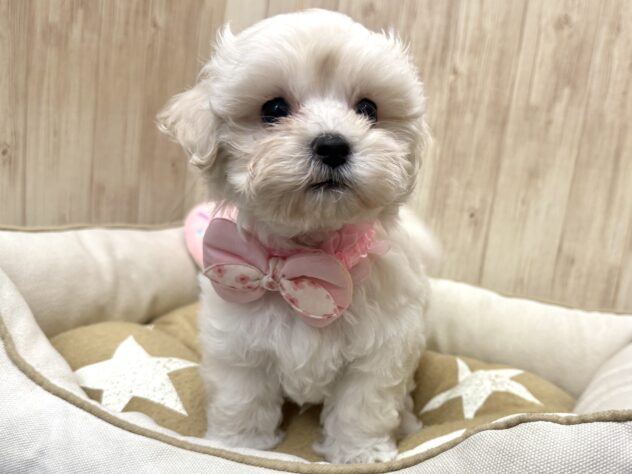 広島県のハーフ犬・ミックス犬 (アミーゴ東深津店/2025年9月7日生まれ/女の子/ホワイト)の子犬の3枚目の画像